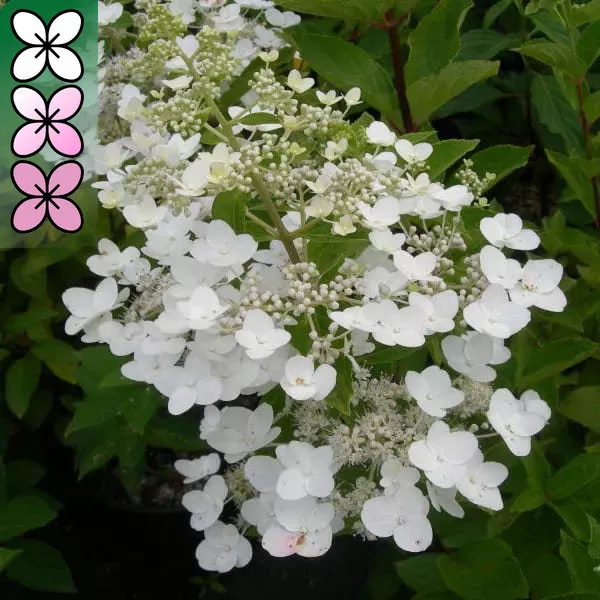 Гортензия метельчатая Киуши v3 Lav 
