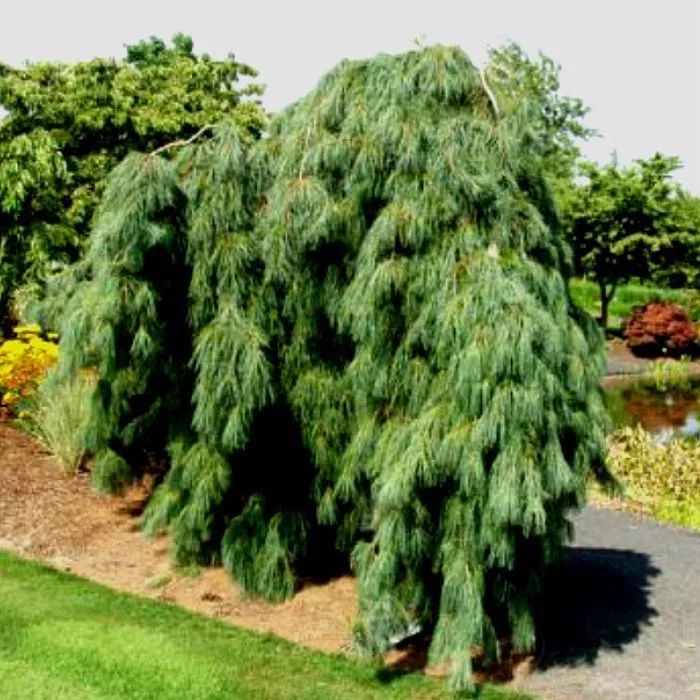 Сосна веймутова Пендула 60-80 см Mt 