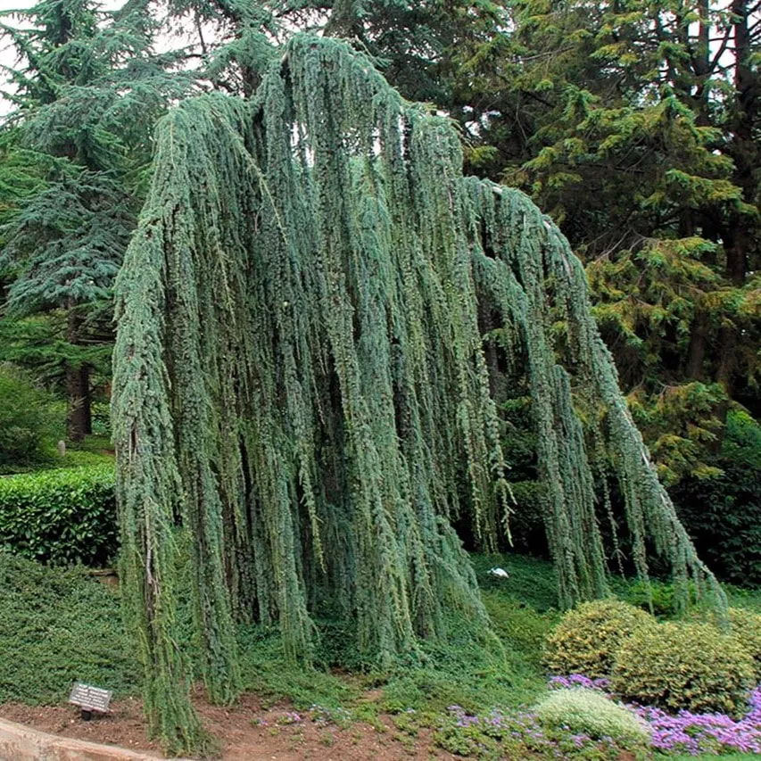 Растение лиственница кемпфера Пендула C5/7,5, 100-140 Bor 