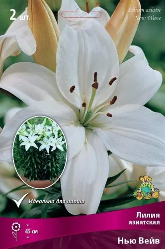 Луковица Лилия азиатская горшечная Нью Вейв 2шт Поиск 