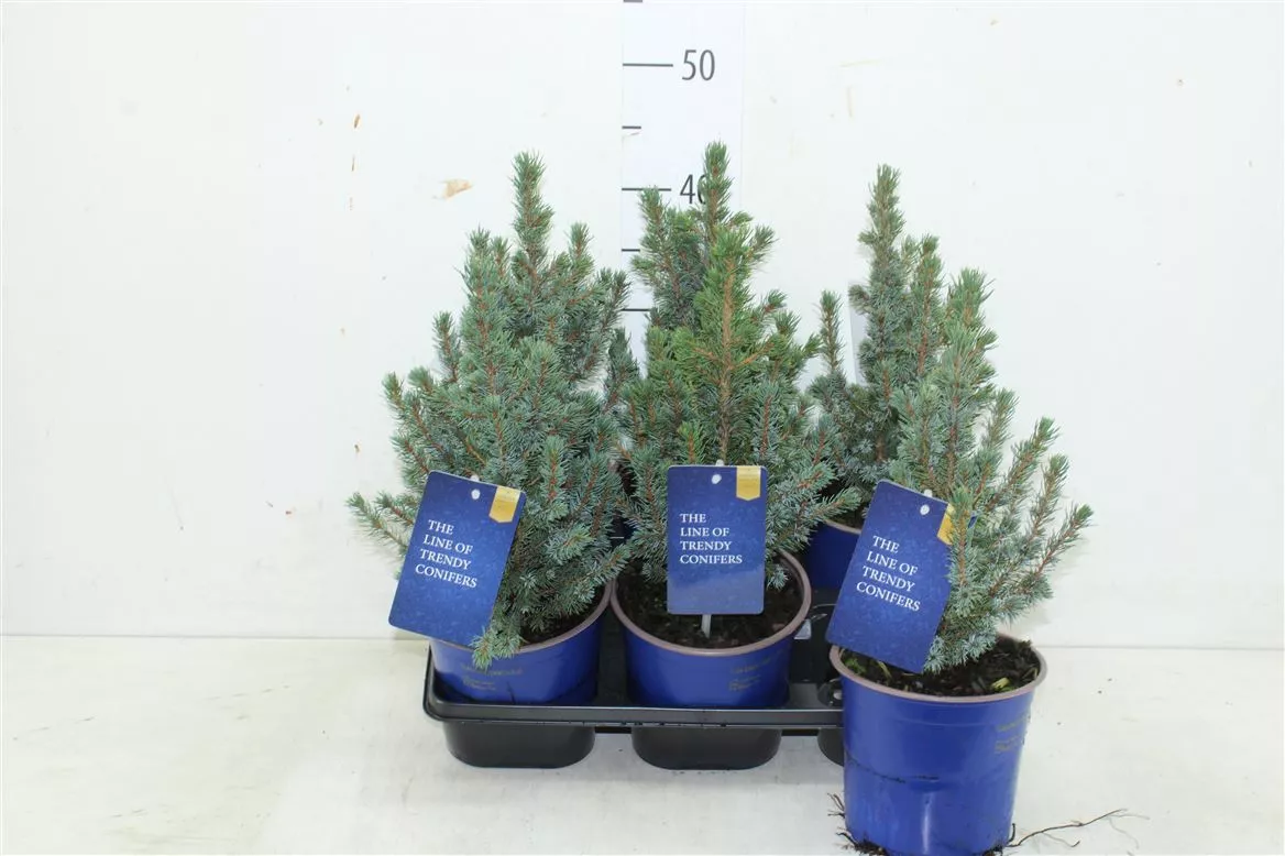 Ель канадская Сандерс Блю d15 h38 