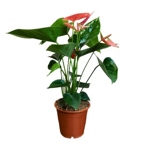 Антуриум Андре Изи Ред d14 h45 