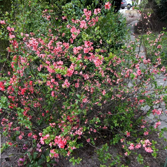 Айва японская Пинк Леди v2 Lav 