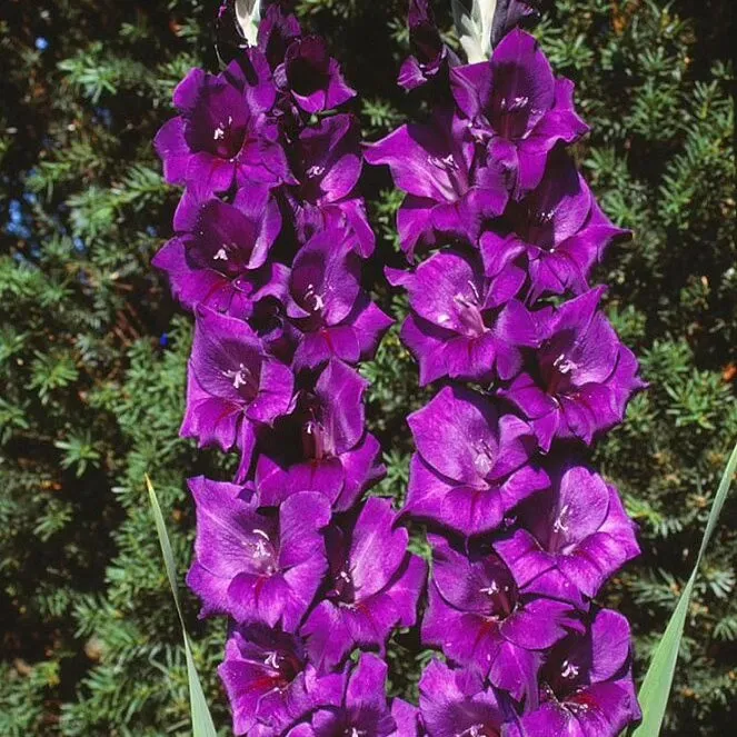 Луковица НВМ Гладиолус Момбаса 5 шт/уп 