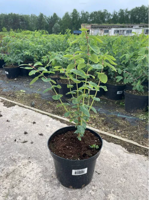 Жимолость съедобная Юмис с2-с3  Nik 