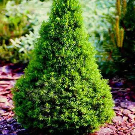 Ель канадская Пикколо с2 