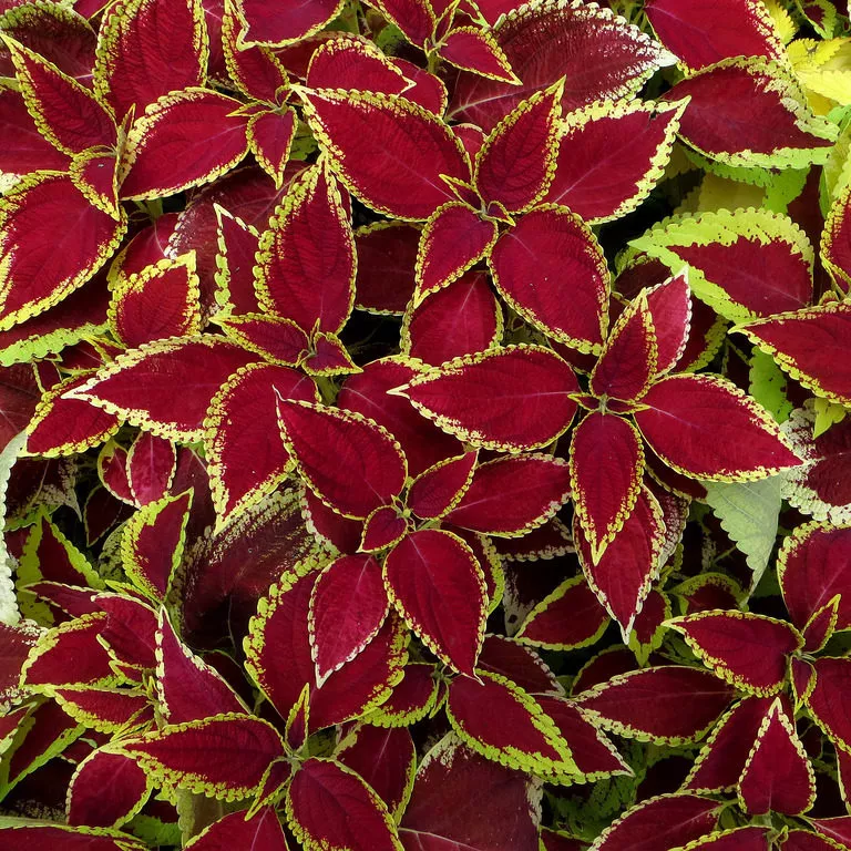 Колеос цветы фото. Колеус Ренельта Coleus rehneltianus. Колеус Вершаффельта. Колеус Coleus Juliet Quartermain. Цветок Крапивка колеус.