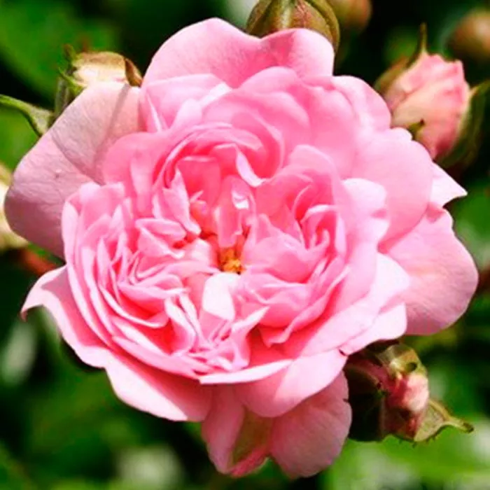 Роза полиантовая Зе Фэри с5, Tim 