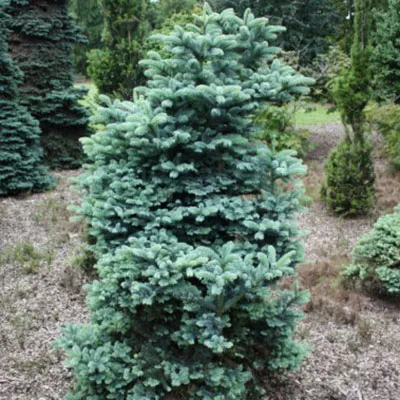 Растение  пихта одноцветная blaue 150-200 300-350 