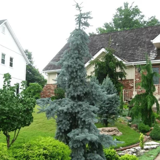 Ель колючая Глаука Пендула C15 80-100 Bor 