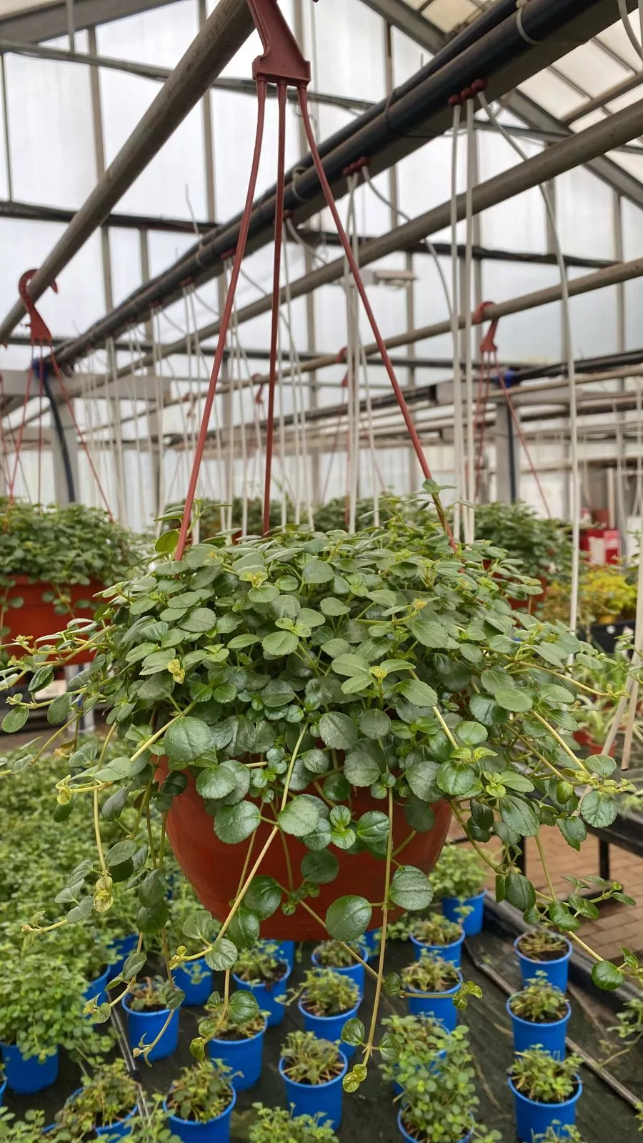 Пеперомия круглолистная в кашпо d23 Tim 