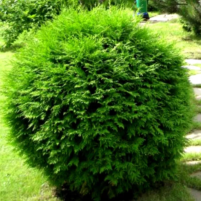 Туя западная Глобоза Компакта C7,5 40-50 Bor  