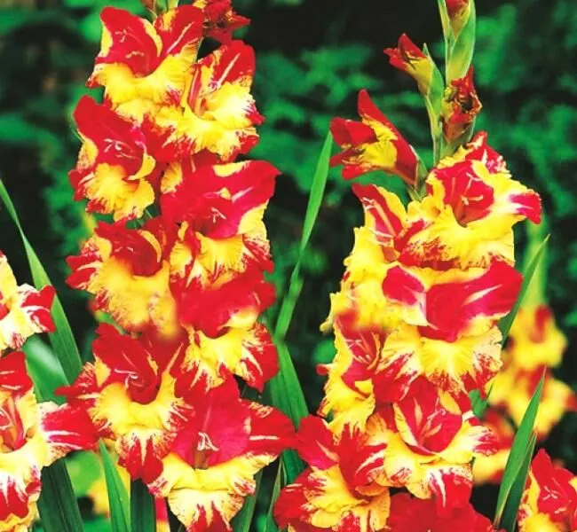 Луковица НВМ Гладиолус Стерео 12/14 5шт 