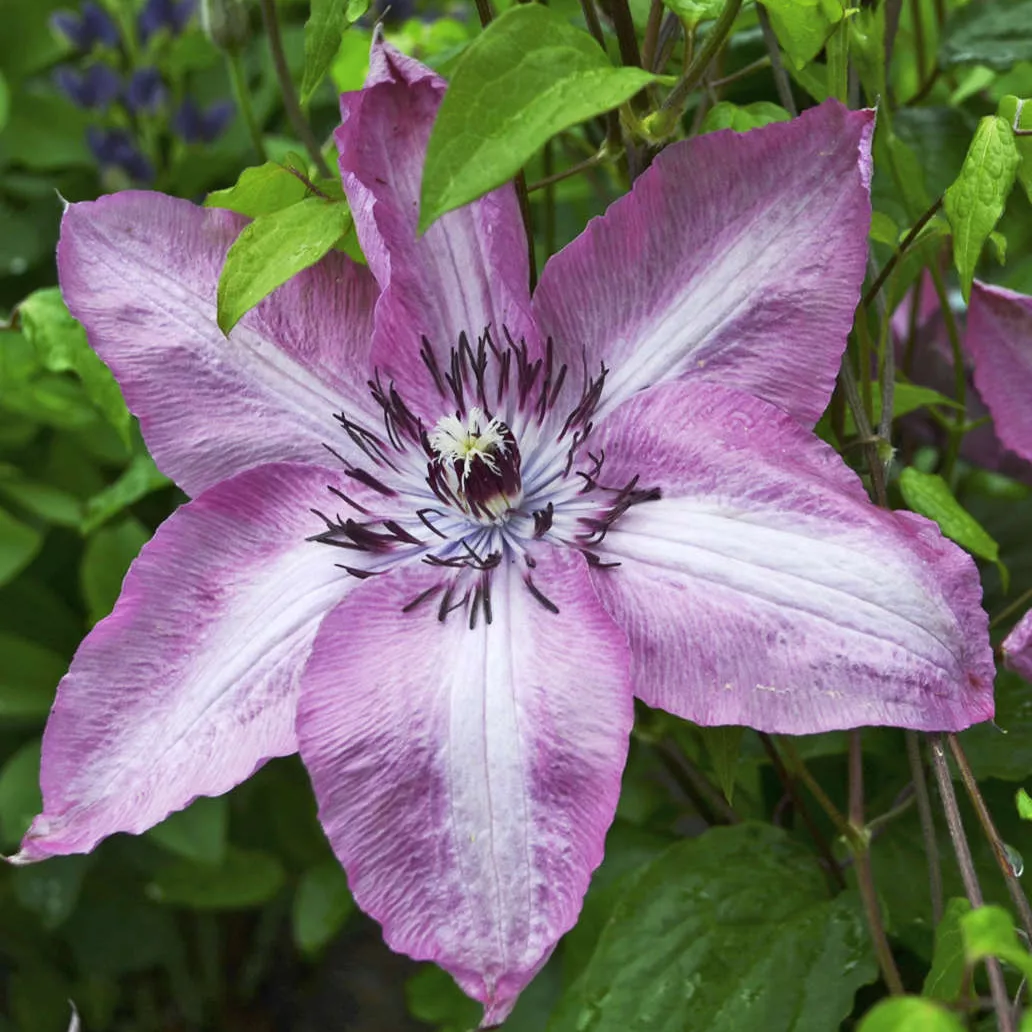 Клематис Бешчады р9 