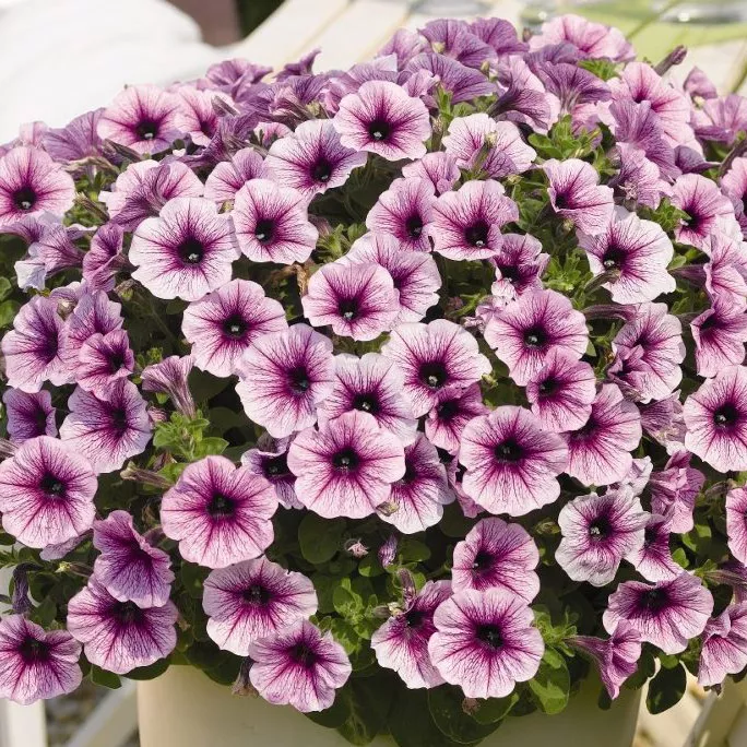 Петуния ампельная Сурфиния Компакт сиреневая с прожилками D23 ПВ 