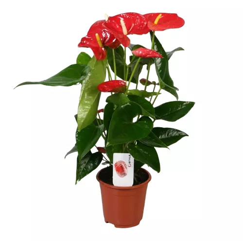 Антуриум Андре Изи Ред d17 h55 