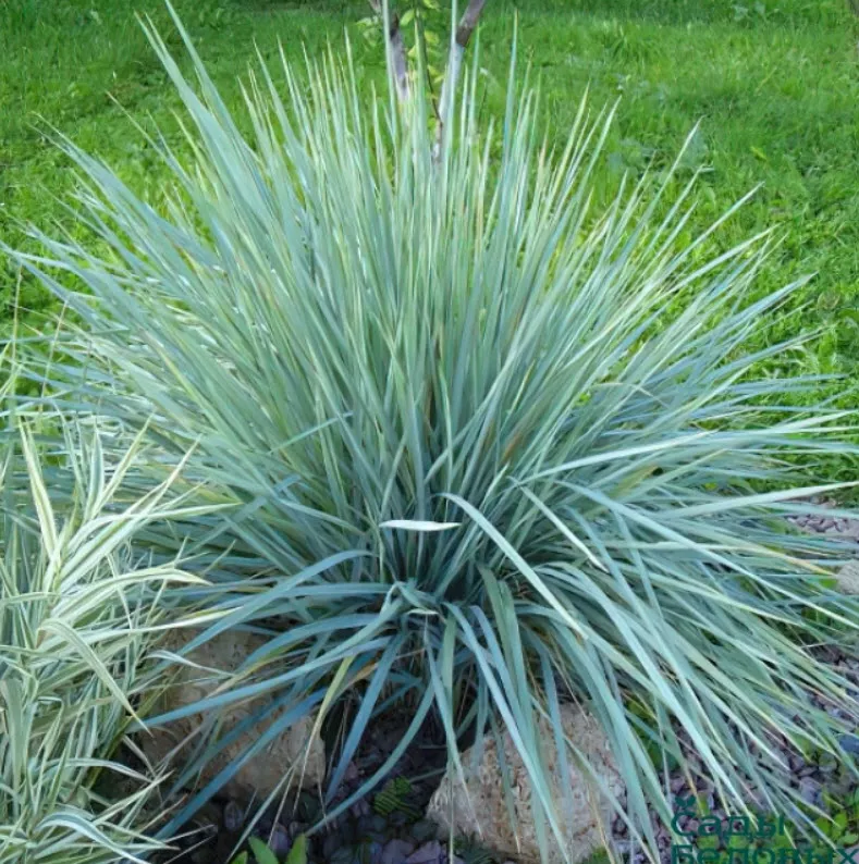 Элимус p9 Push 