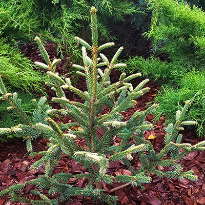 Растение ель обыкновенная Даблис 150-175 Lt 