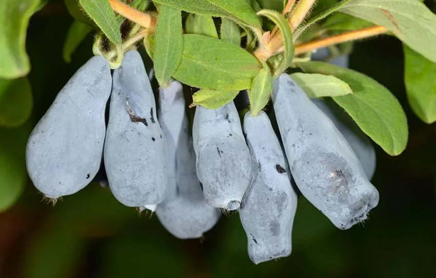 Жимолость съедобная Нижегородская Ранняя v1 Tim 