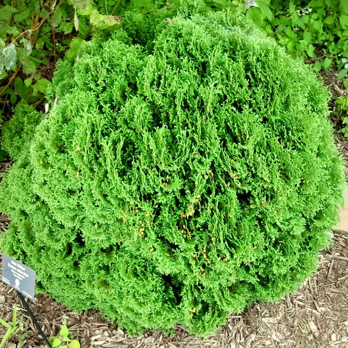 Туя западная Хетс миджет C2, 30-40 UL 