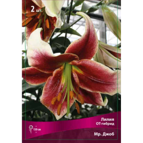 Луковица Лилия ОТ-Гибрид Мр. Джоб 2 шт/уп 