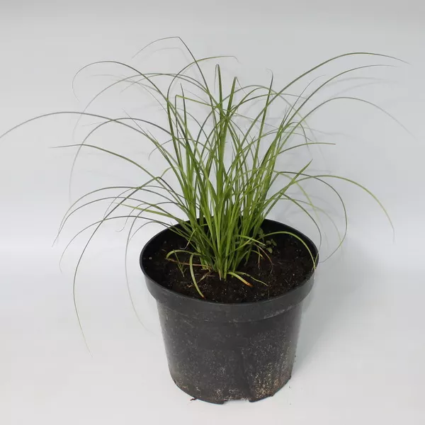 Осока гладконосая конт 2-3 л Les 