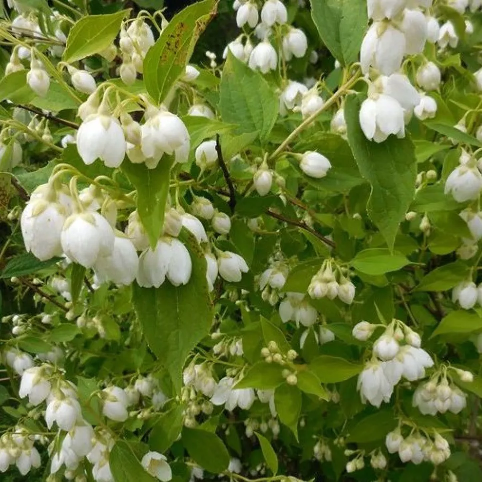 Чубушник Воздушный десант v2 Tim 