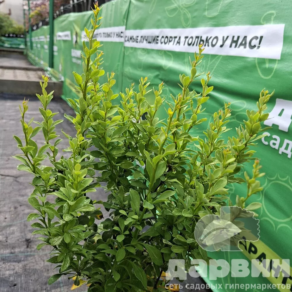 Барбарис тунберга Поувов v2 Lav 