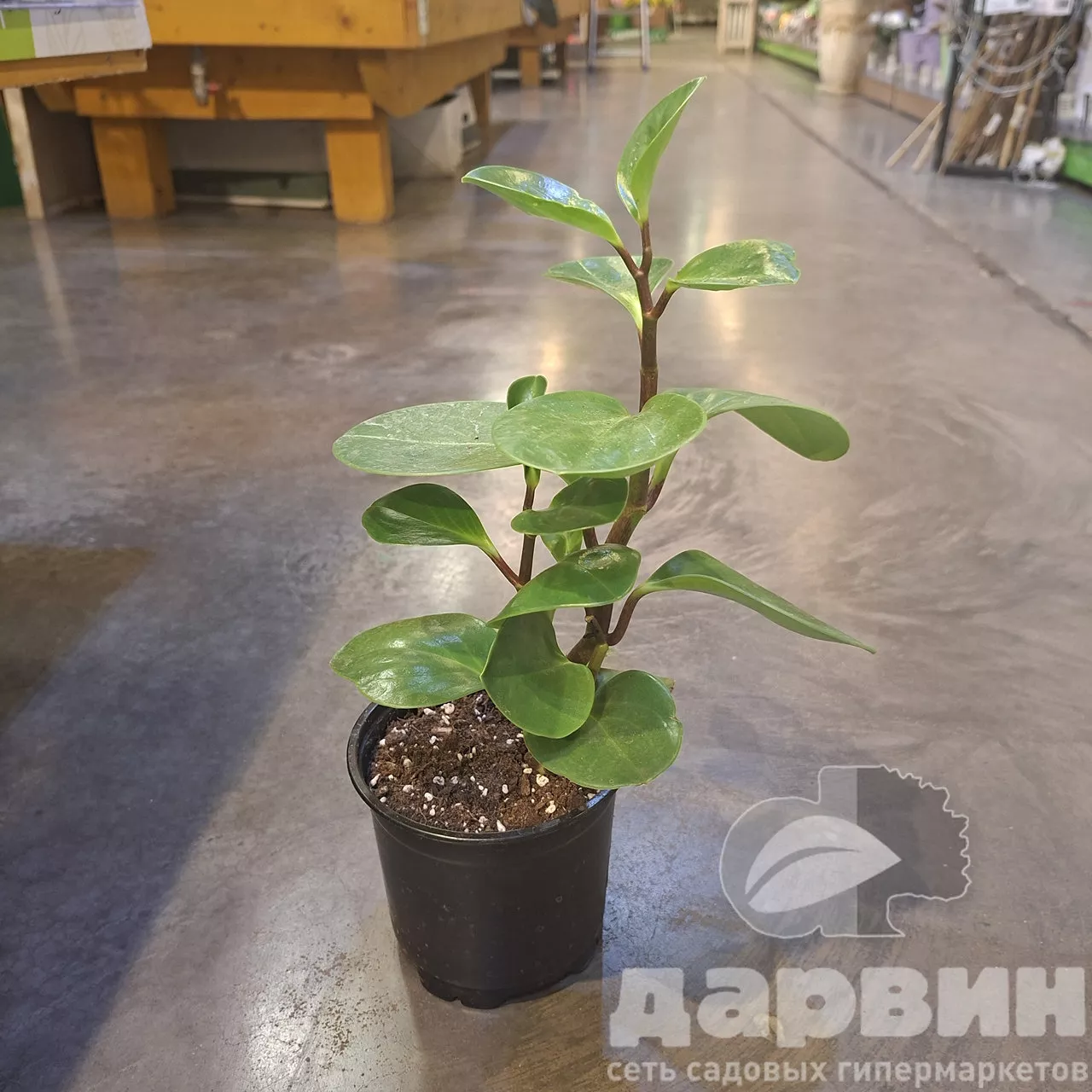 Пеперомия туполистная d12 Tim 