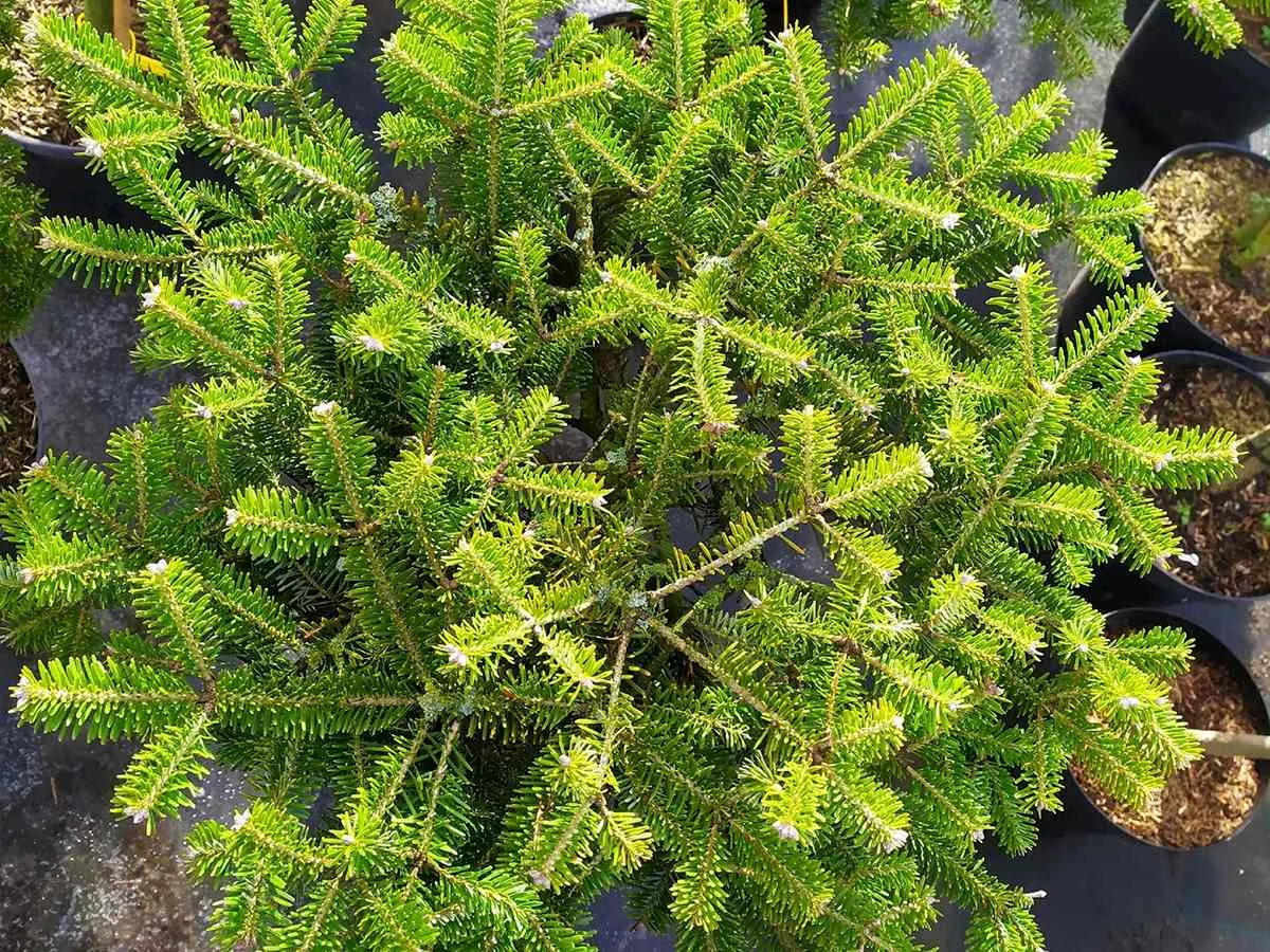 Пихта бальзамическая Нана v3 20-25 