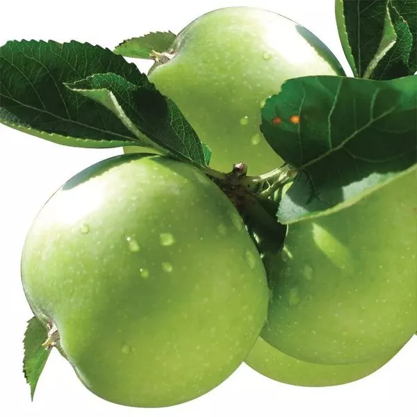 Яблоня колоновидная Изумрудик v7 60-80 Tim по цене  Яблоня колоновидная Изумрудик v7 60-80 Tim