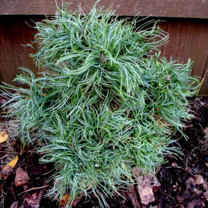 Растение сосна веймутова Тини курлс с2-3 3-летка Yos 