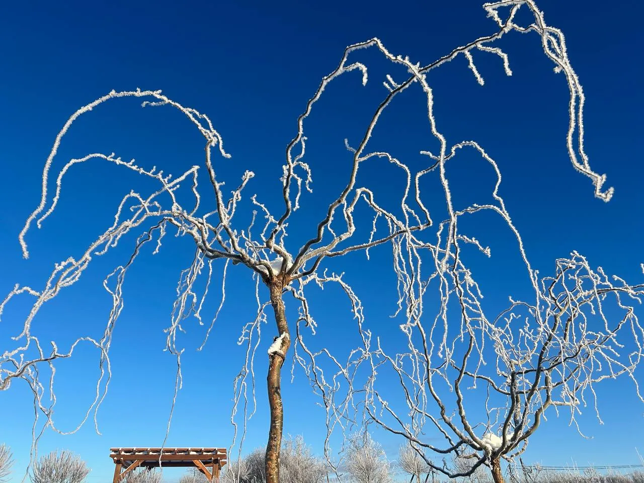 Извилистая Матсудана1