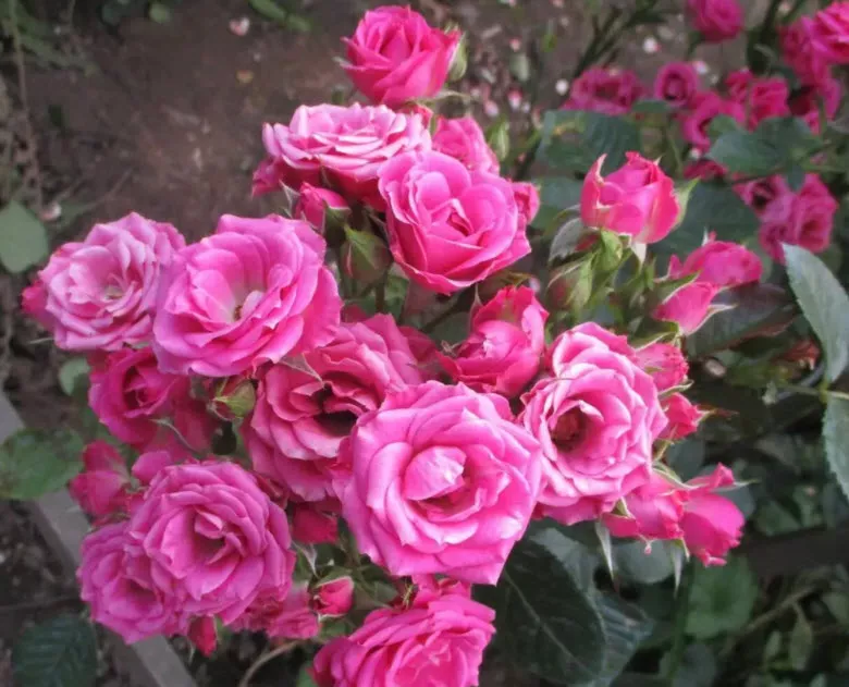 Роза спрей Орион С3,5 ЦО 