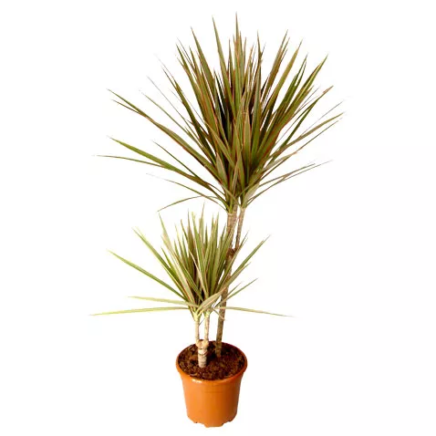 Драцена Биколор 2 ствола d19  h 100 