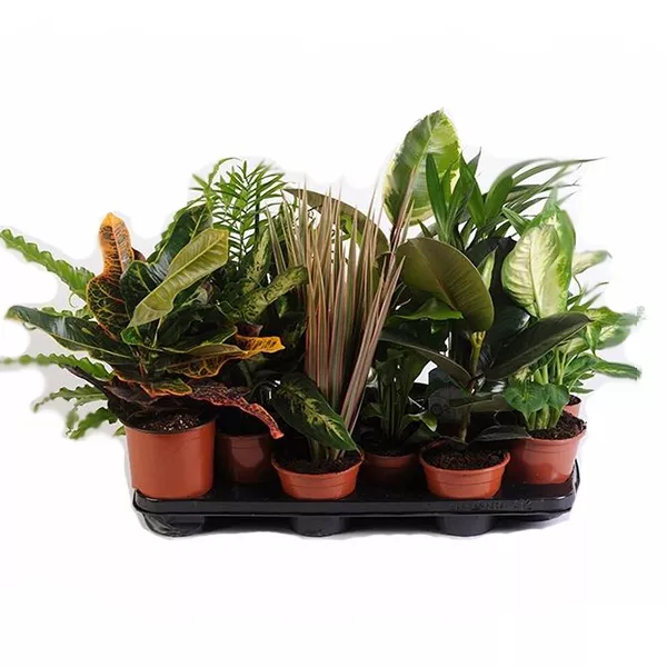 Плант микс d6 h10 