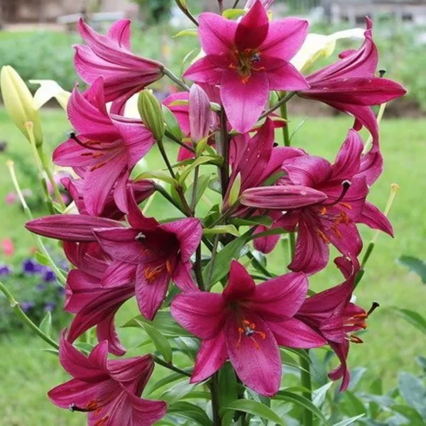 Луковица НВМ Лилия Перпл Принц 14/16 2шт/уп 