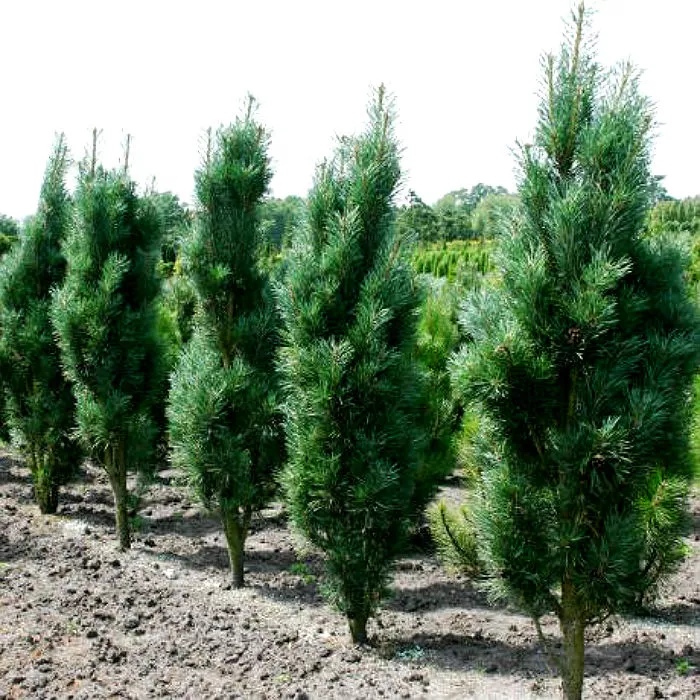 Растение сосна обыкновенная 'Fastigiata'# mB -30 40 