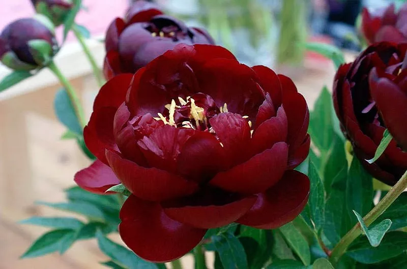 Подготовьте пионы к зимовке Подготовьте пионы к зимовке