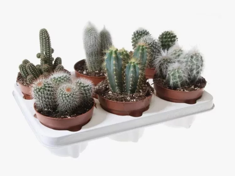 Кактус микс в керамике d10 h18 