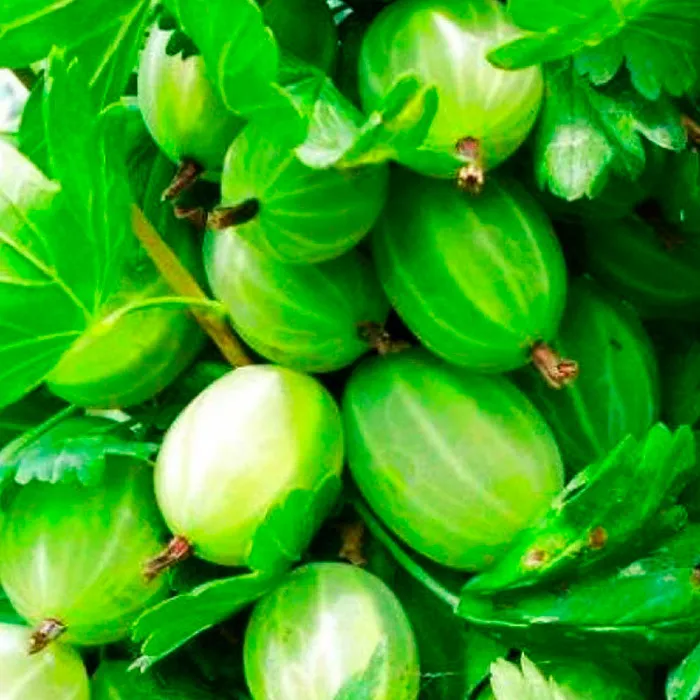 Крыжовник Уральский Виноград, зеленый Р9 Tim 