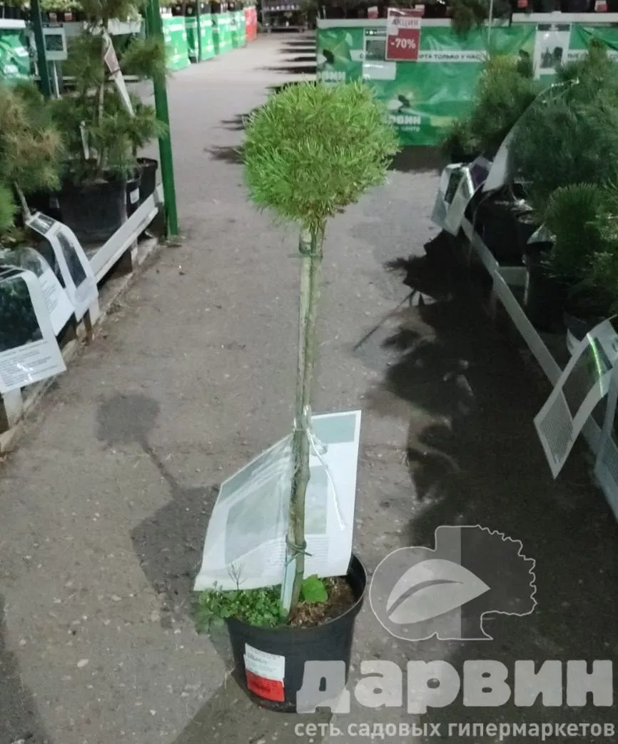 Сосна крючковатая Ежек на штамбе h 60 см C4 Mt 