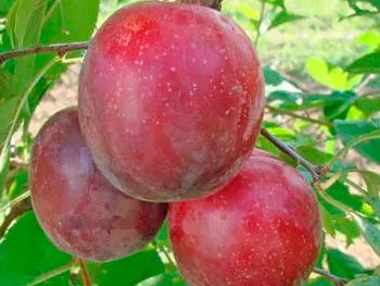 Алыча Алые паруса v7 100-140 Lav 