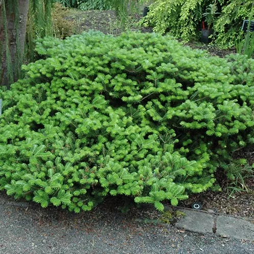 Растение пихта корейская Грин карпет С10/30-40 