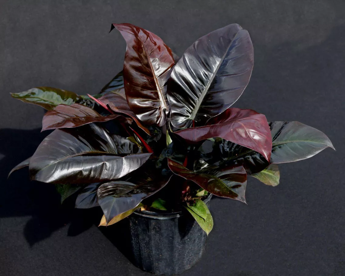 Филодендрон Блэк кардинал d12 h30 