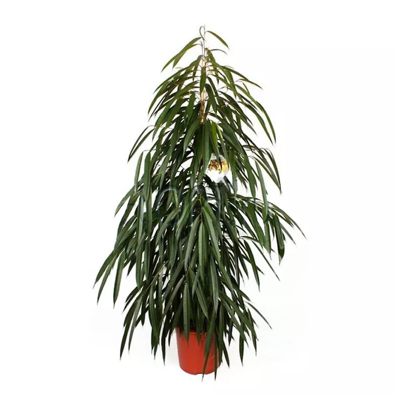 Фикус бенджамина Али d12 ХР 