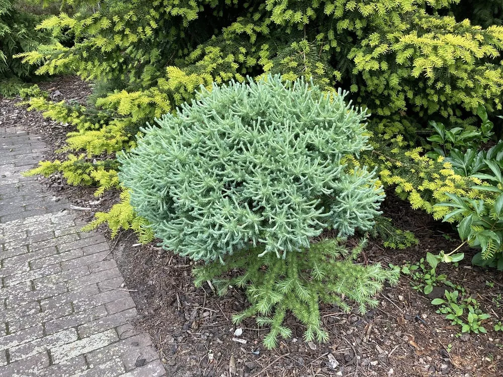 Лиственница американская Поркупайн v3 штамб 30 Mt 