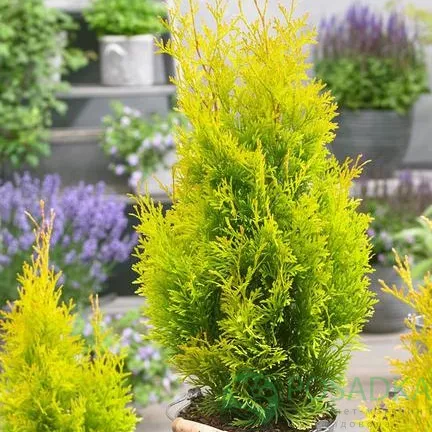 Туя западная Санни Смарагд v10 20-40 YP 