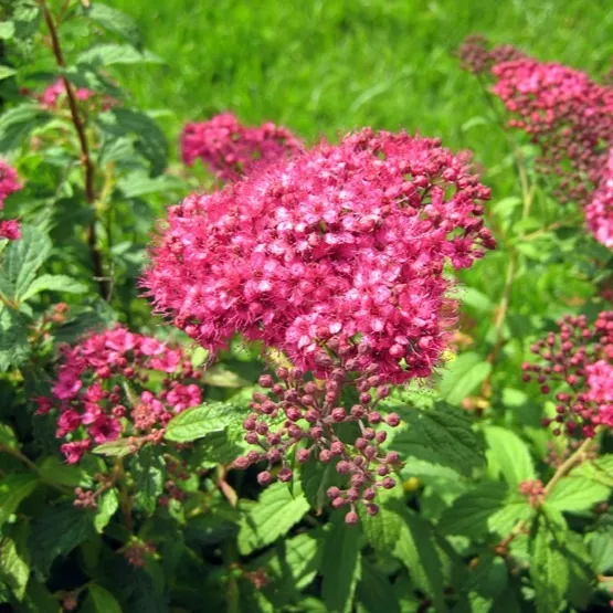 Спирея японская Кантри Ред v20 h20-40 Tim 