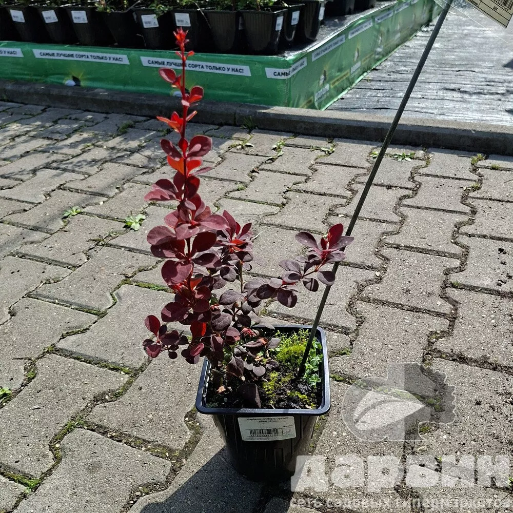 Барбарис тунберга Орандж Рокет v2 Lav 